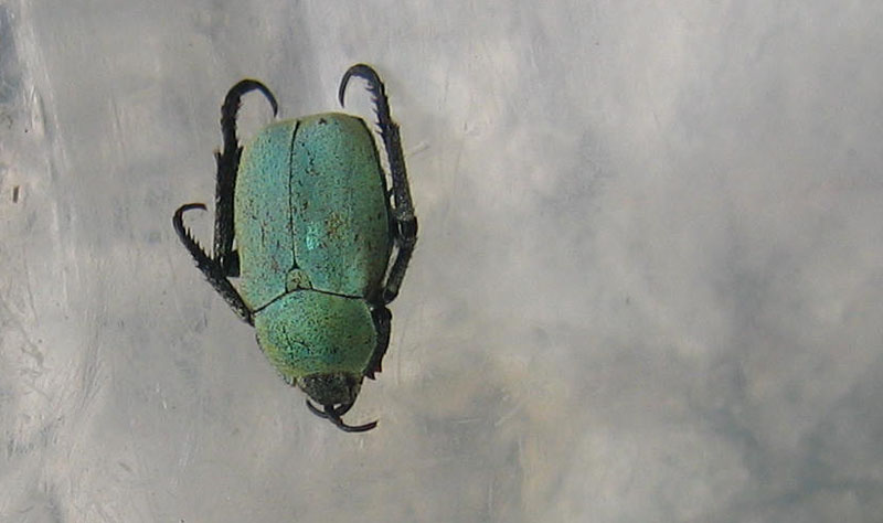da determinare........... Hoplia argentea